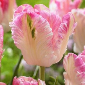 Tulip Parrot - Cabanna - 10 Bulb Pack