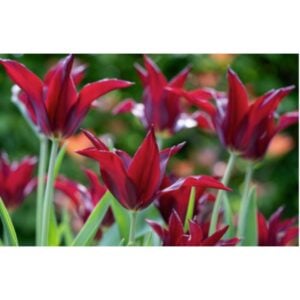 Tulip Lily - Sarah Raven - 10 Bulb Pack