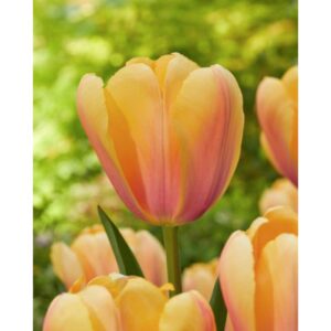 Tulip Darwin Hybrid - Blushing Impression - 10 Bulb Pack