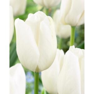 Tulip Darwin Hybrid - Hakuun - 10 Bulb Pack