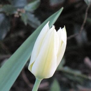 Tulip Fosteriana - White Emperor - 10 Bulb Pack