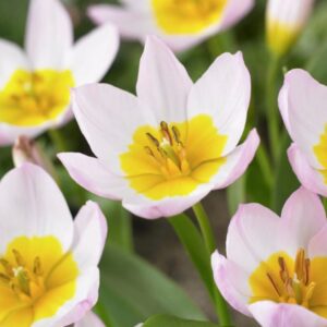 Tulip Botanical - Bakeri Lilac Wonder - 25 Bulb Pack