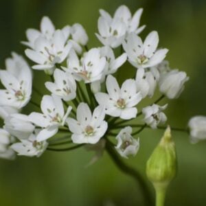 Allium cowanii - 25 Bulb Pack