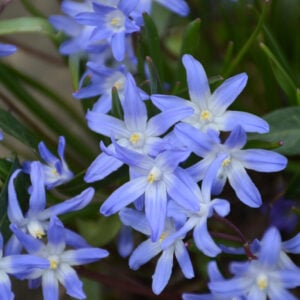 Chionodoxa luciliae - Glory Of Snow - 25 Bulb Pack