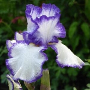 Iris - Presby's Crown Jewel - 1 Bulb Pack