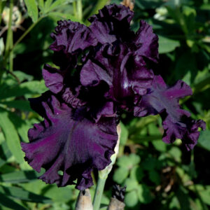 Iris - All Night Long - 1 Bulb Pack
