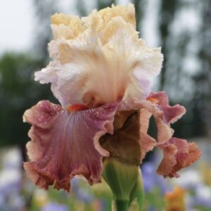 Iris - Champange & Strawberries - 1 Bulb Pack