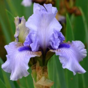 Iris - August Treat - 1 Bulb Pack