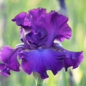 Iris - Five O'Clock - 1 Bulb Pack