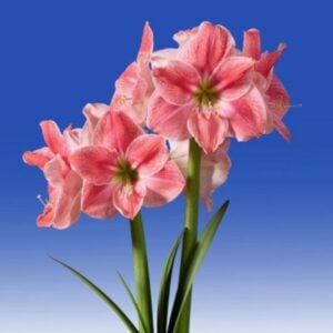 Amaryllis - Sweet Cream - 1 Bulb Pack