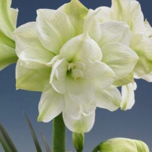 Amarylis - Marilyn - 1 Bulb Pack