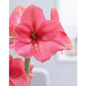 Amaryllis - Pink Surprise - 1 Bulb Pack