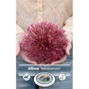 Allium - Nevskianum - 2 Bulb Pack