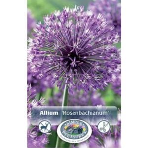 Allium - Rosenbachianum - 3 Bulb Pack