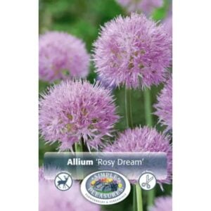Allium - Rosy Dream - 10 Bulb Pack