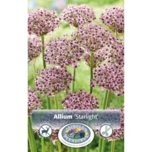 Allium - Starlight - 5 Bulb Pack