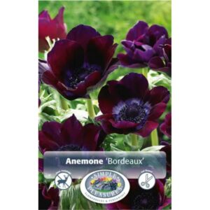 Anemone coronaria - Bordeaux - 10 Bulb Pack