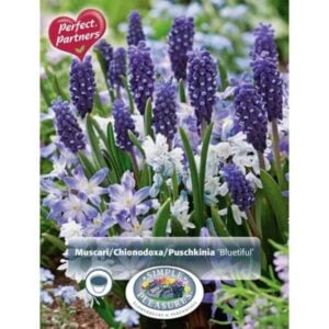 Bluetiful Blend - 40 Bulb Pack