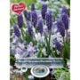 Bluetiful Blend - 40 Bulb Pack