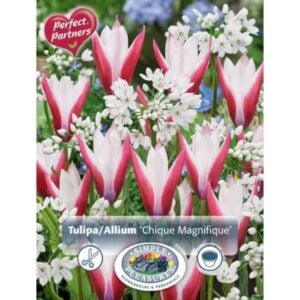 Chique - Magnifique Blend - 30 Bulb Pack