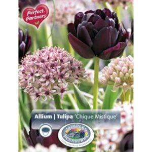 Chique – Mystique Blend – 8 Bulb Pack