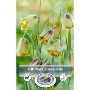 Fritillaria Acmopetala - 10 Bulb Pack