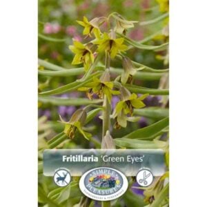 Fritillaria - Green Eyes - 1 Bulb Pack