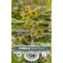 Fritillaria - Green Eyes - 1 Bulb Pack
