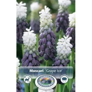 Muscari - Grape Ice - 10 Bulb Pack