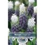 Muscari - Grape Ice - 10 Bulb Pack