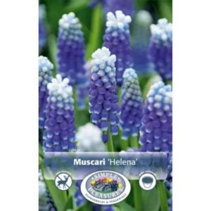 Muscari - Helena - 10 Bulb Pack
