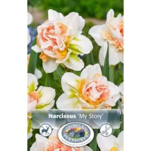 Narcissus Double Flowering- My Story - 5 Bulb Pack