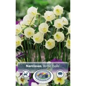 Narcissus - Arctic Bells - 10 Bulb Pack
