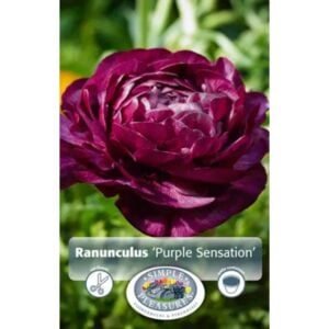Ranunculus - Purple Sensation - 10 Bulb Pack