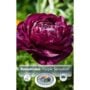 Ranunculus - Purple Sensation - 10 Bulb Pack