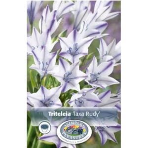 Triteleia laxa - Rudy - 15 Bulb Pack