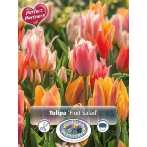 Tulip - Fruit Salad - 10 Bulb Pack