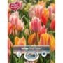 Tulip - Fruit Salad - 10 Bulb Pack