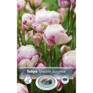 Tulip Double Late - Double Surprise - 5 Bulb Pack