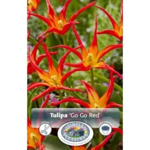 Tulip Lily - Go Go Red - 5 Bulb Pack