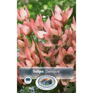 Tulip - Danique - 10 Bulb Pack