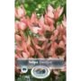 Tulip - Danique - 10 Bulb Pack