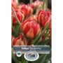 Tulip humilis - Samantha - 10 Bulb Pack
