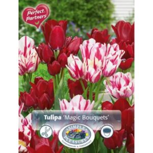 Tulip - Magic Bouquets - 8 Bulb Pack
