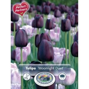 Tulip Blend - Moonlight Duet - 8 Bulb Pack