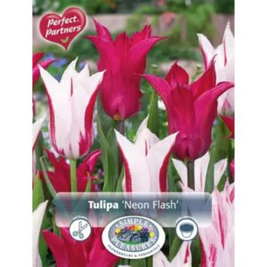 Tulip Blend - Neon Flash - 10 Bulb Pack