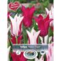 Tulip Blend - Neon Flash - 10 Bulb Pack