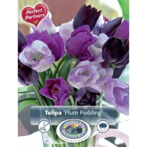 Tulip Blend - Plum Pudding - 8 Bulb Pack