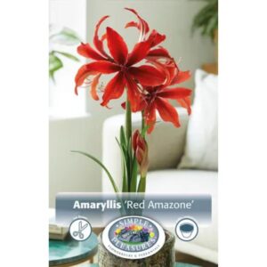 Amaryllis - Red Amazone - 1 Bulb Pack