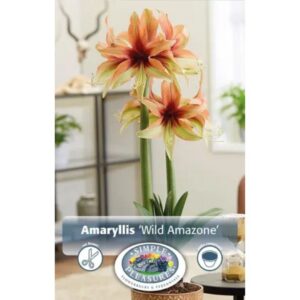 Amaryllis - Wild Amazone - 1 Bulb Pack